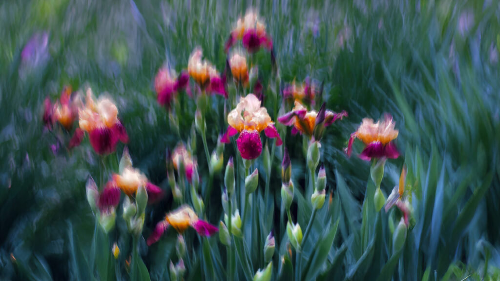 Master in Garden Design Online