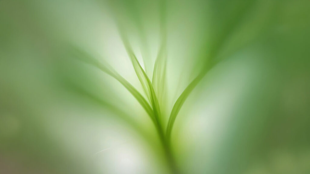 Corso di specializzazione in Healing Gardens Design Online